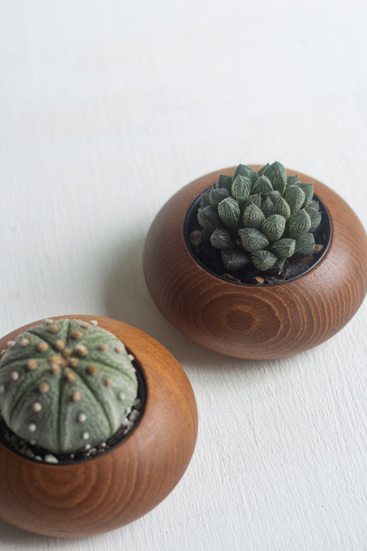 Succulent Gem