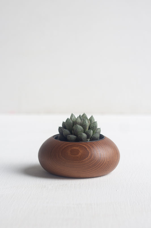 Succulent Gem