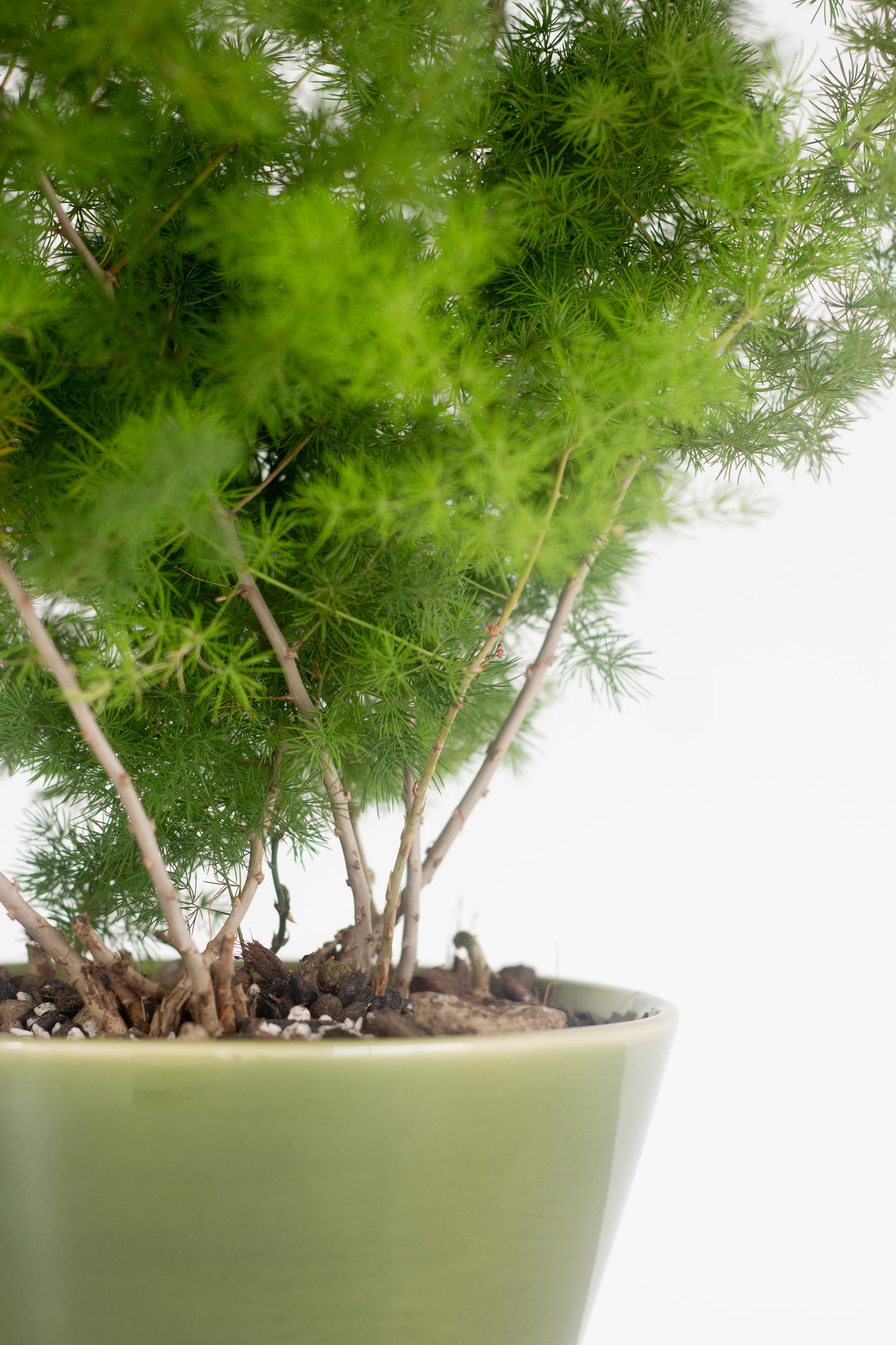 Micro Ferning Ming Fern – Bloomspace