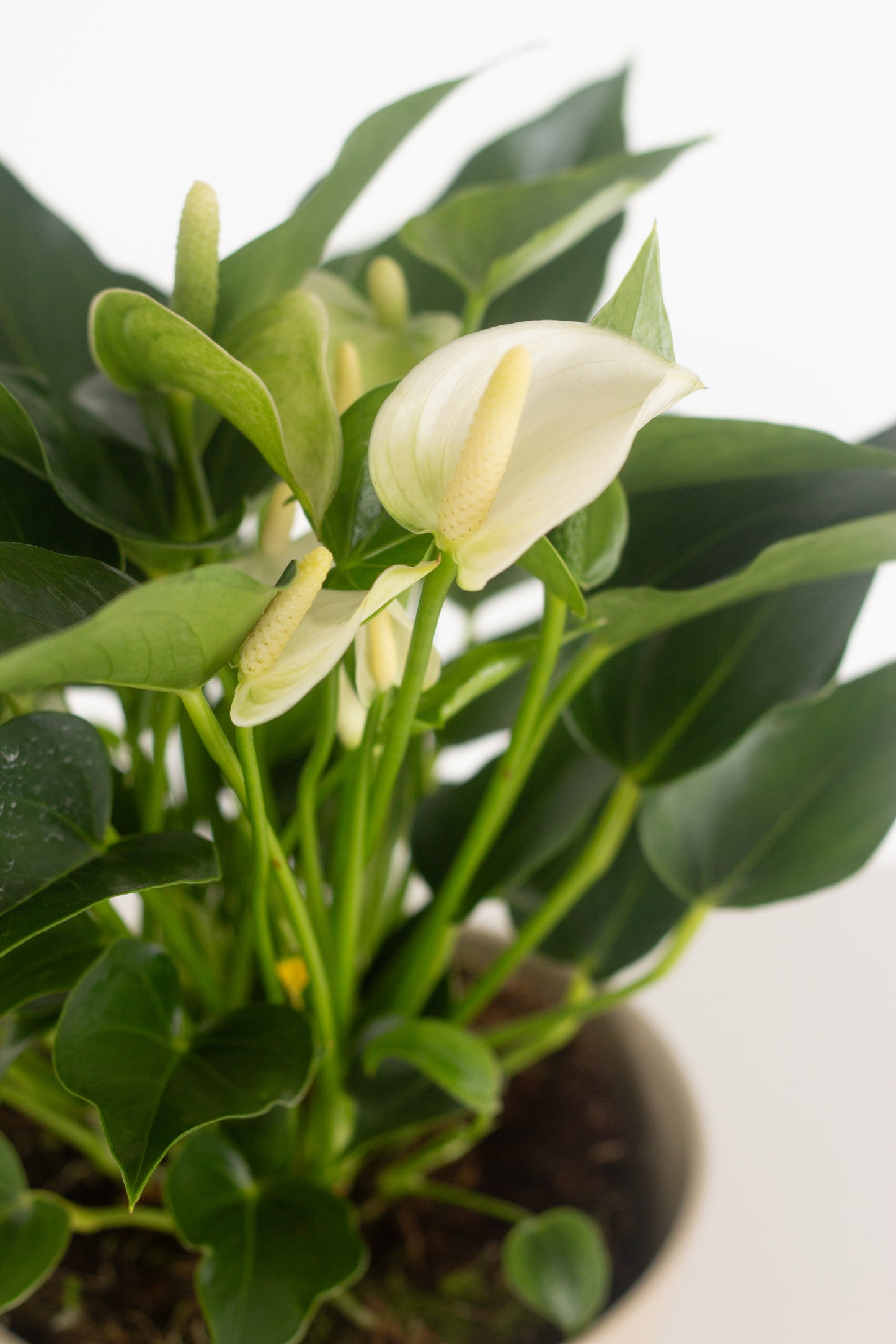 anthurium white winner Anthurium White – Bloomspace