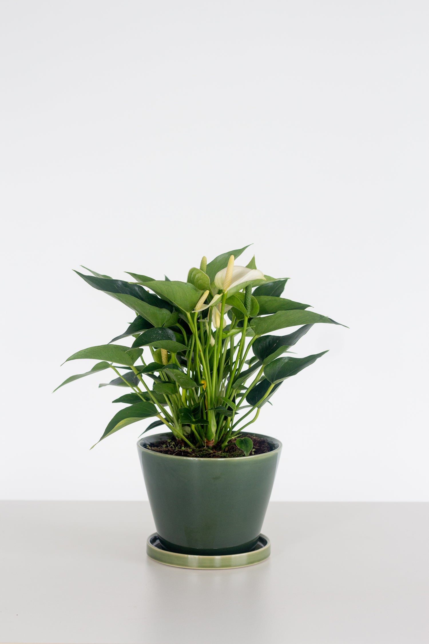 spathiphyllum anthurium Anthurium White – Bloomspace