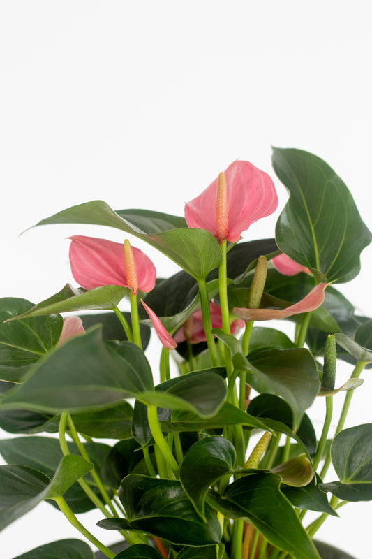 Anthurium Pink