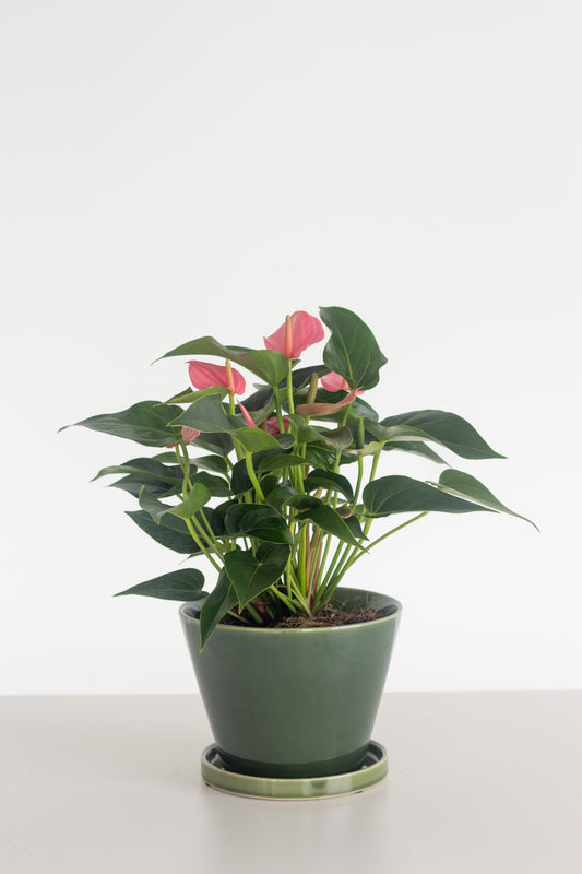Anthurium Pink