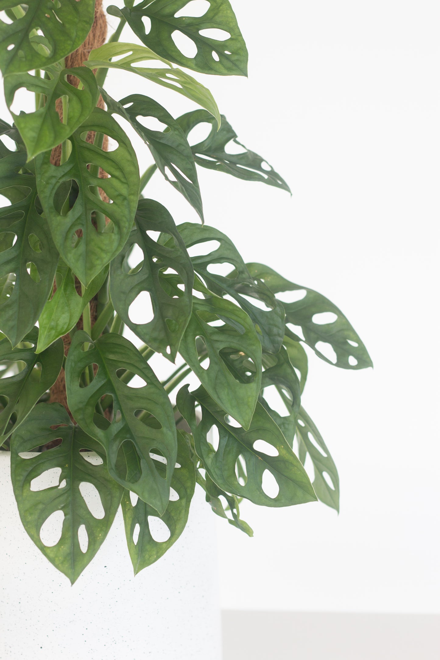 monstera adansonii types Monstera Adansonii – Bloomspace