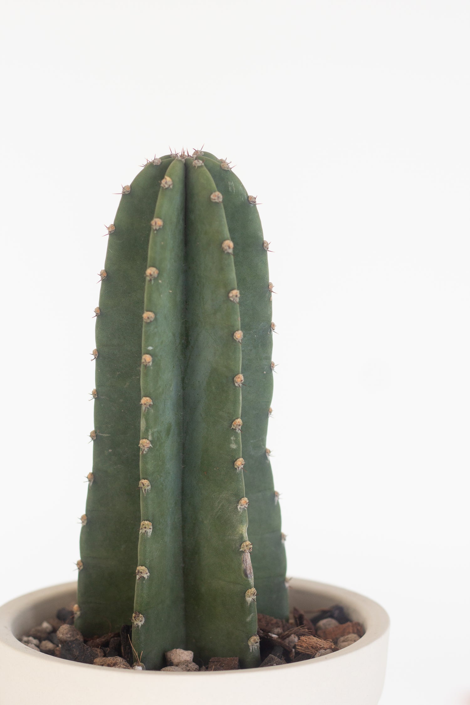 san pedro cactus indoors San Pedro Cactus – Bloomspace