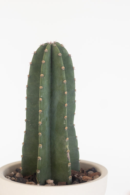 San Pedro Cactus
