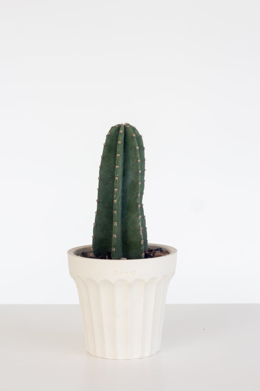 San Pedro Cactus
