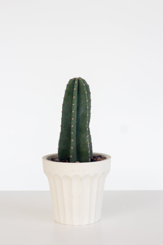 San Pedro Cactus