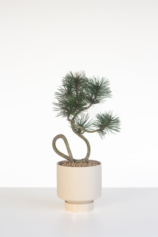Japanese Black Pine Bonsai