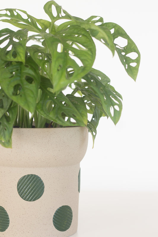 Monstera Adansonii