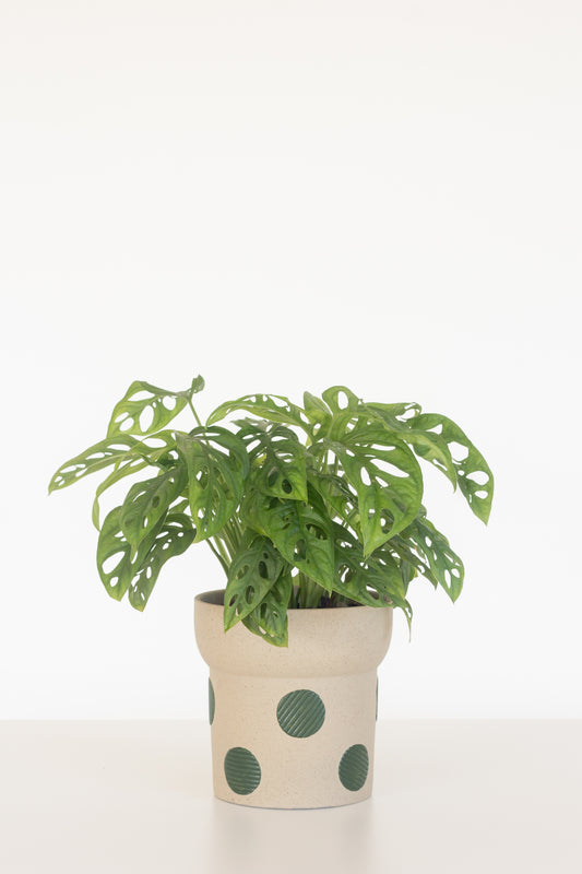 Monstera Adansonii