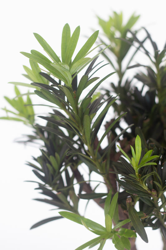 Buddhist Pine
