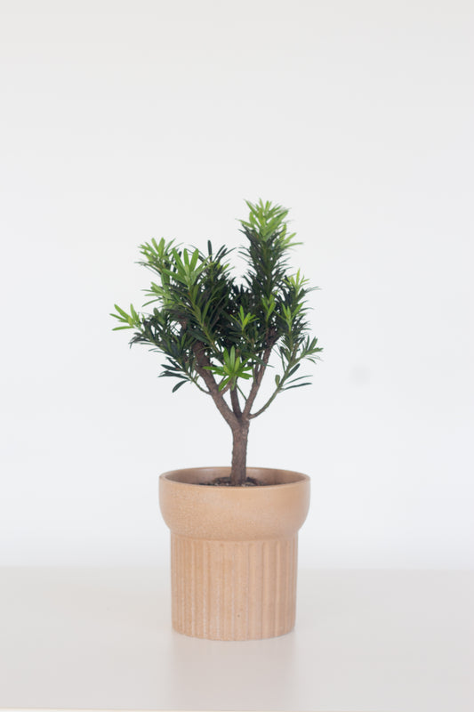 Buddhist Pine