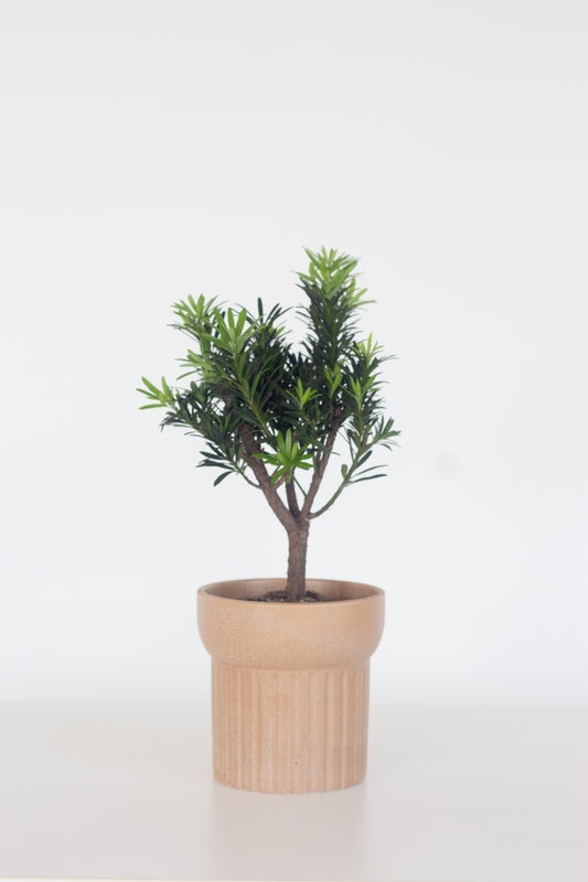 Buddhist Pine