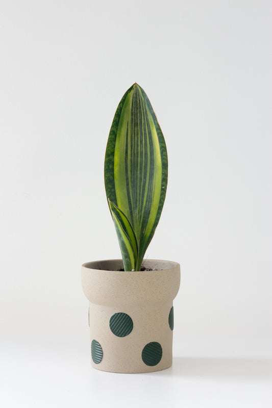 Sansevieria Masoniana
