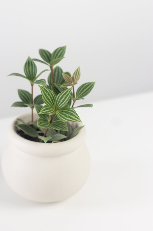 Parallel Peperomia