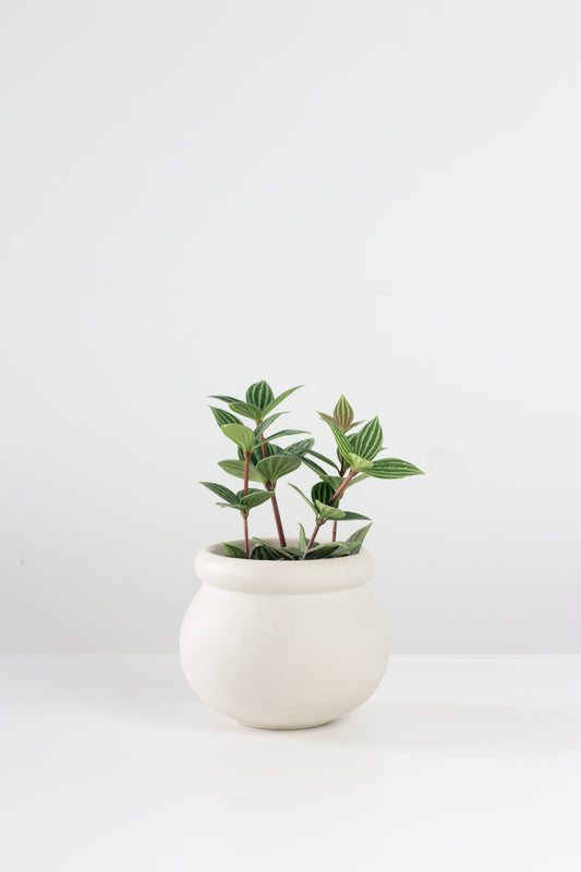 Parallel Peperomia