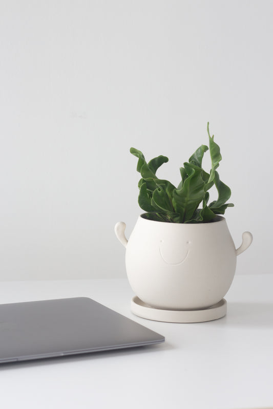 Baby Fern