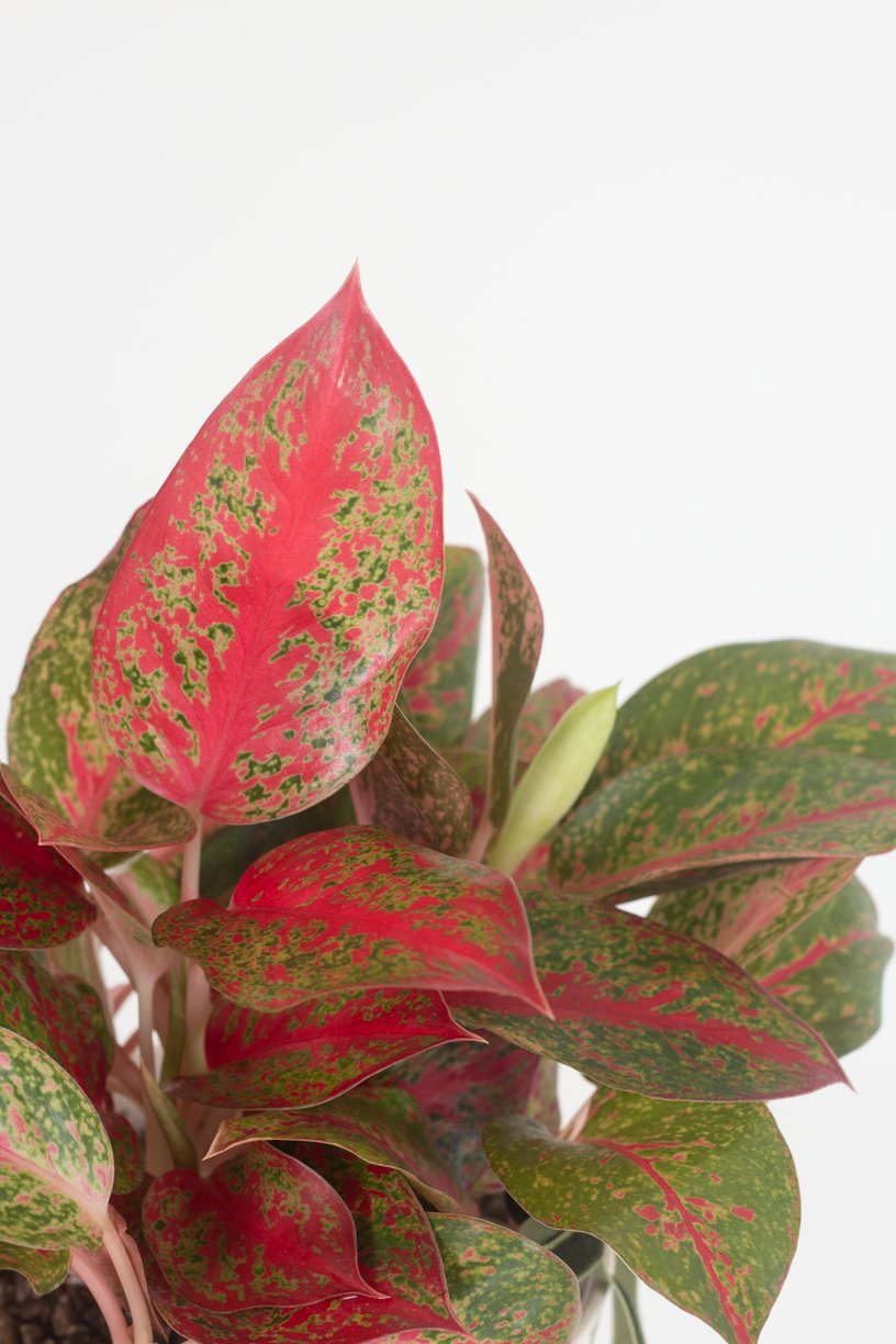 red stardust aglaonema Aglaonema Stardust – Bloomspace