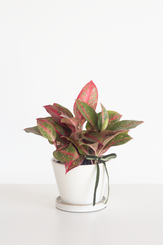 Aglaonema Stardust
