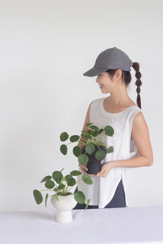 Pilea Peperomioides