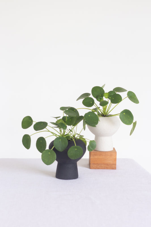 Pilea Peperomioides