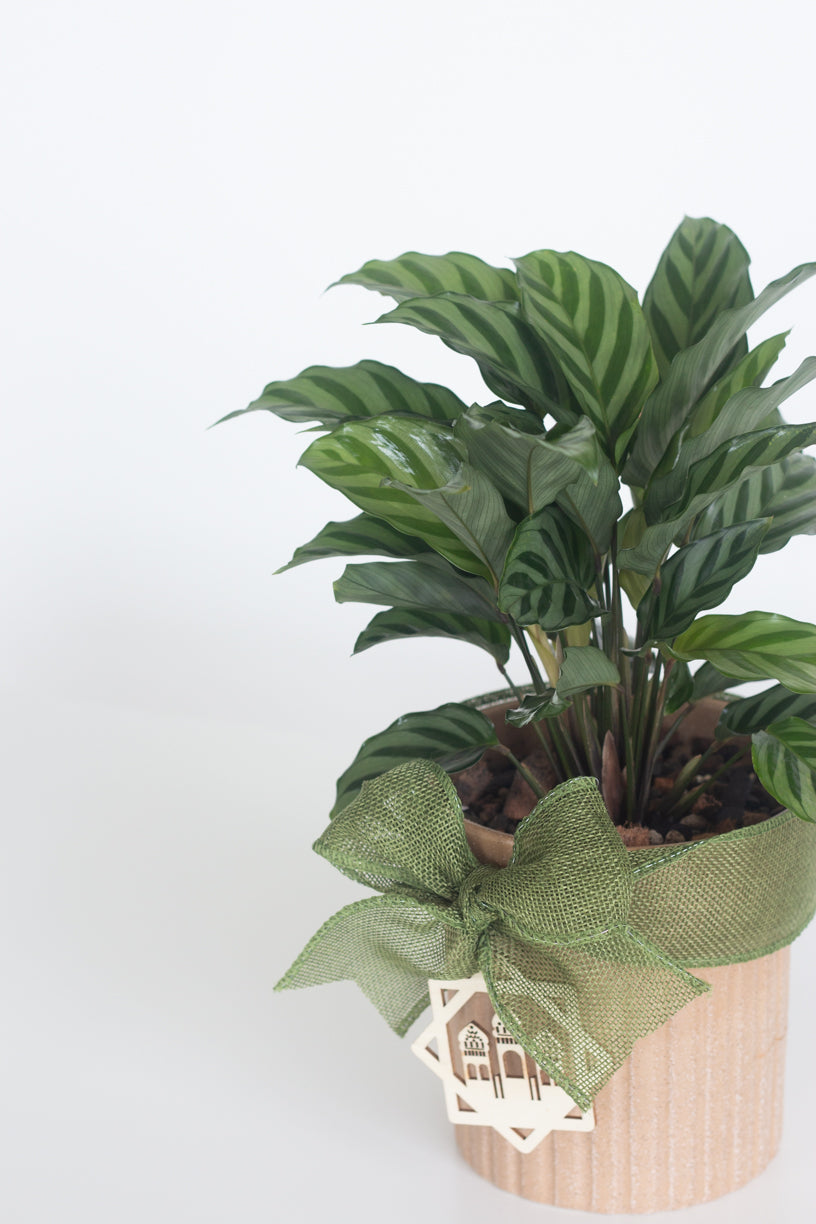 Calathea Freddie
