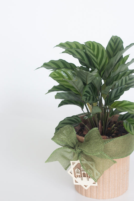 Calathea Freddie