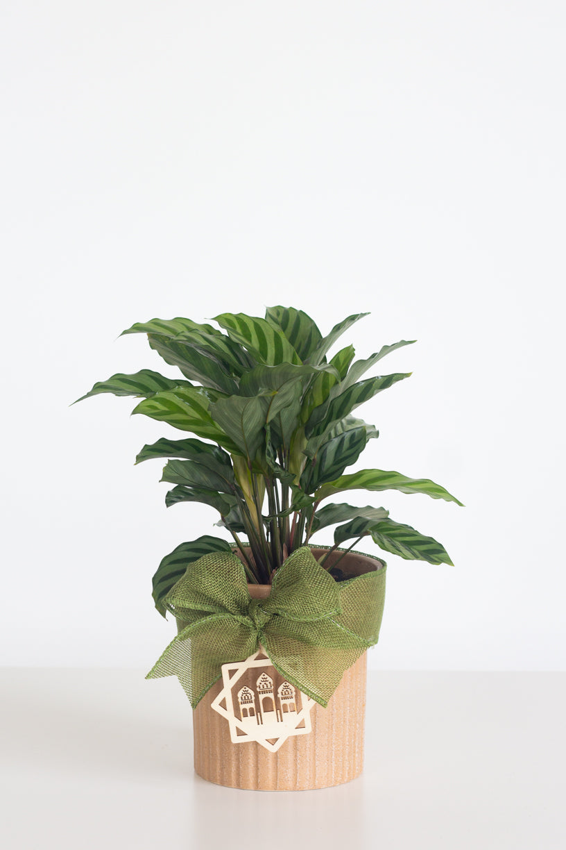 Calathea Freddie