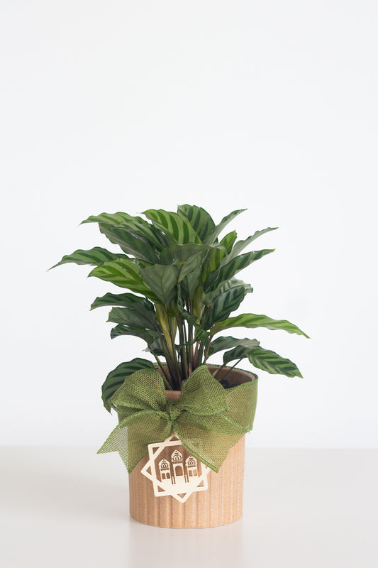 Calathea Freddie