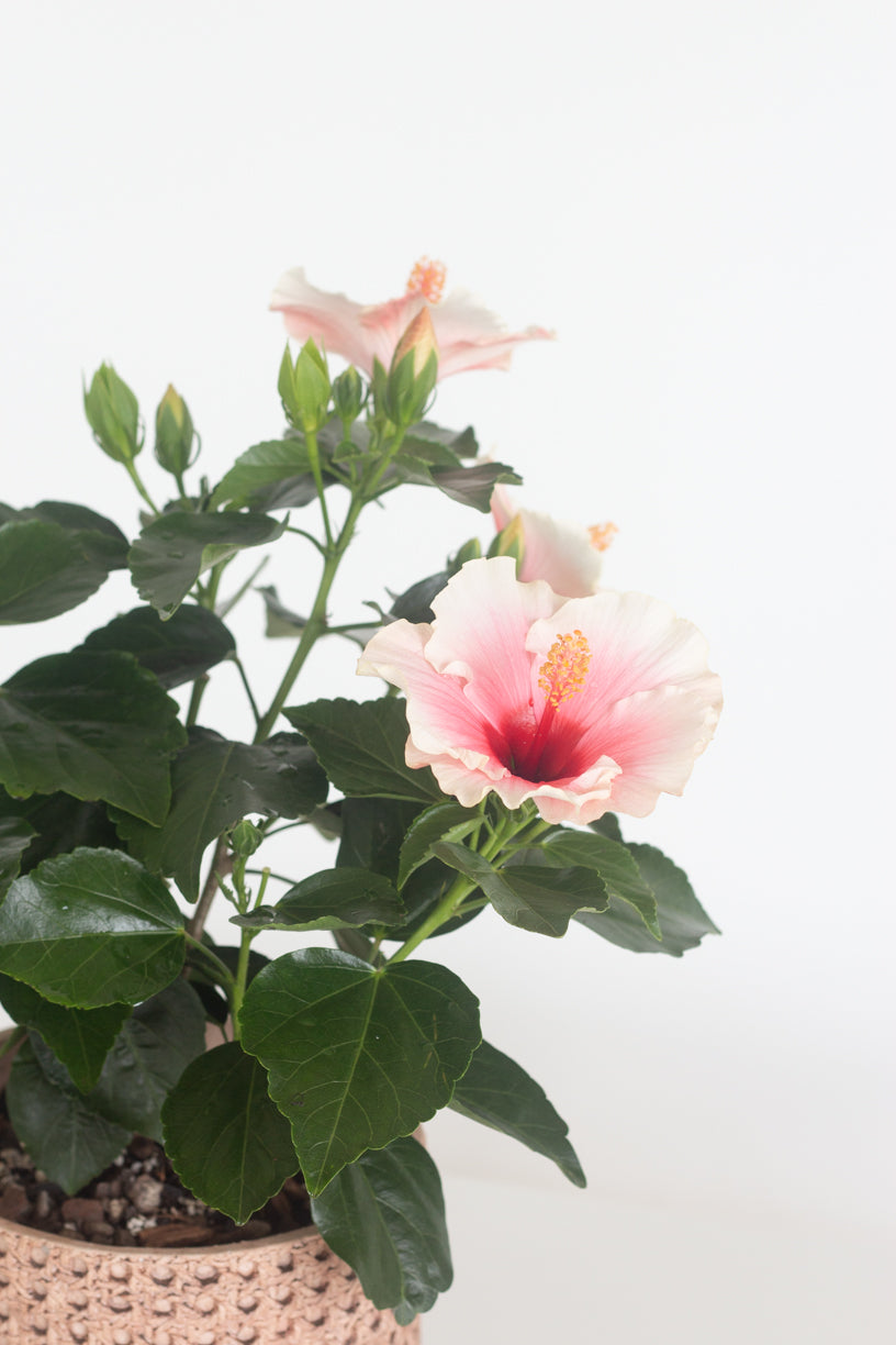 Hibiscus