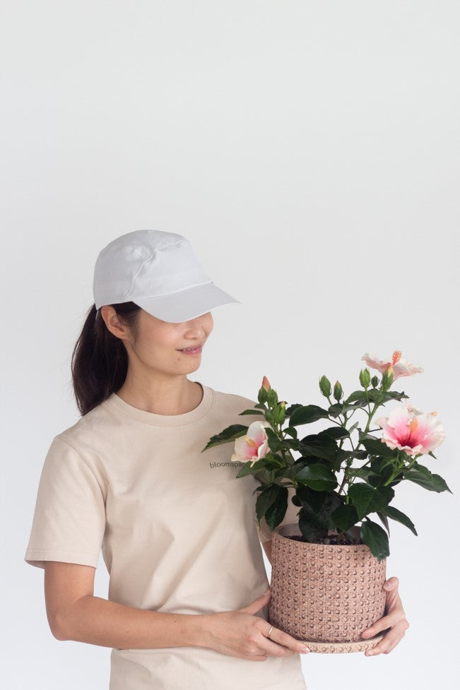 Hibiscus