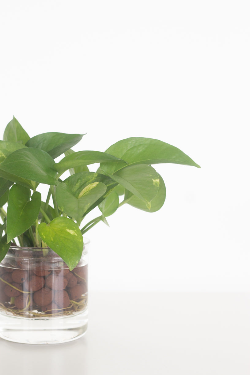 Golden Pothos