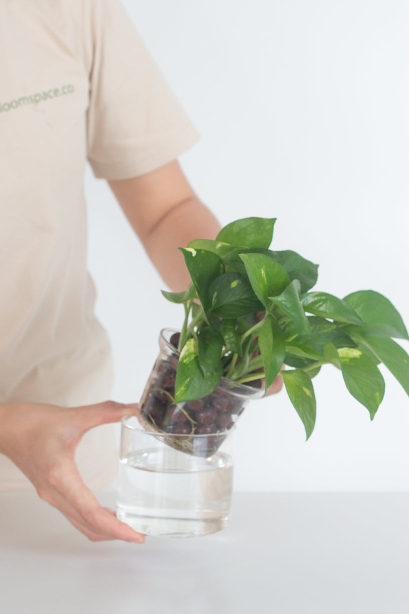 golden pothos pot size Golden Pothos – Bloomspace