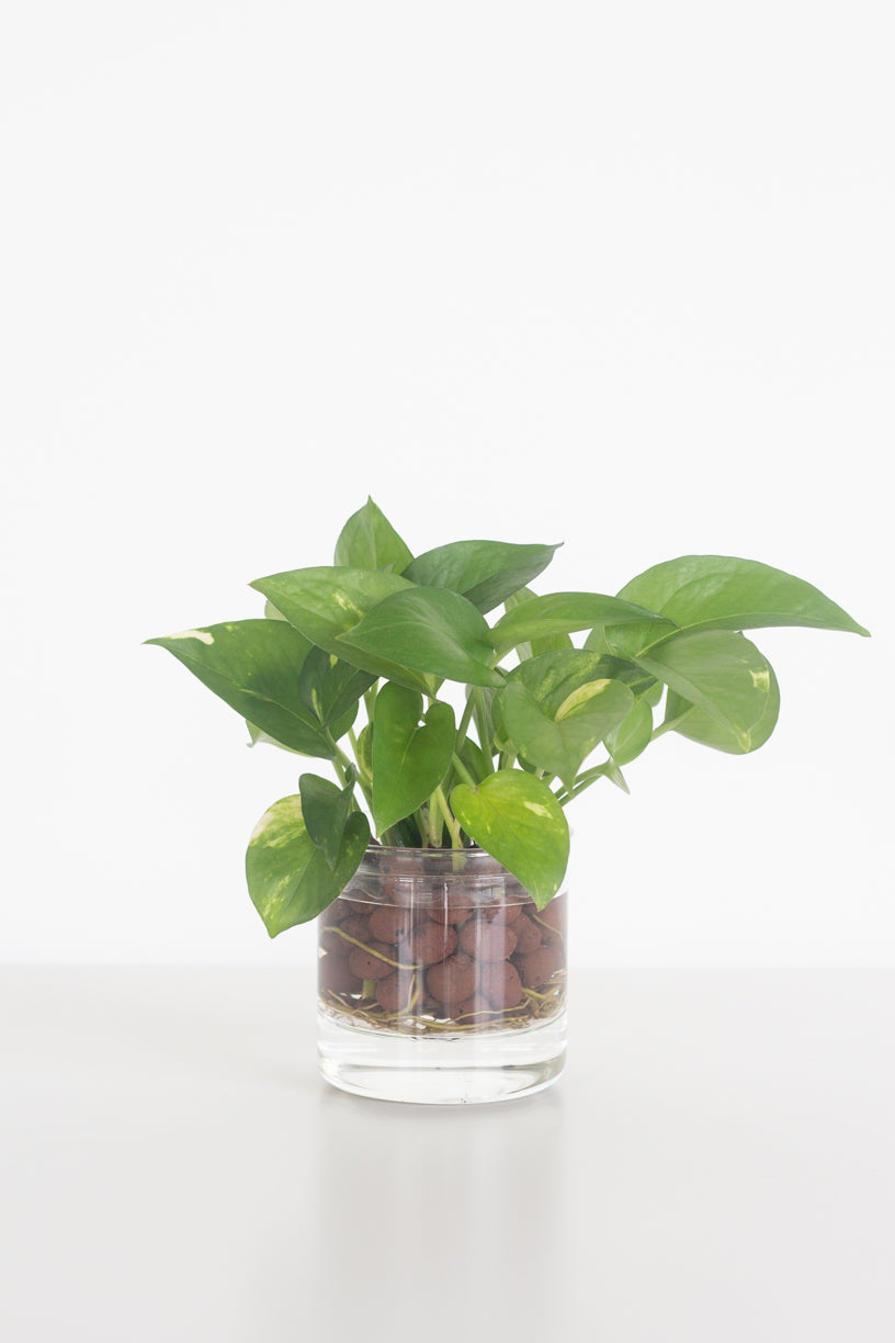 Golden Pothos