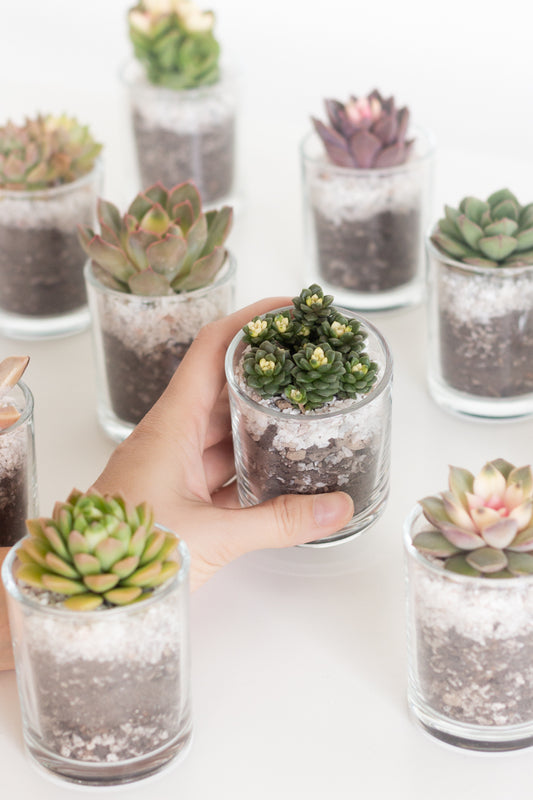 Succulent in Glass
