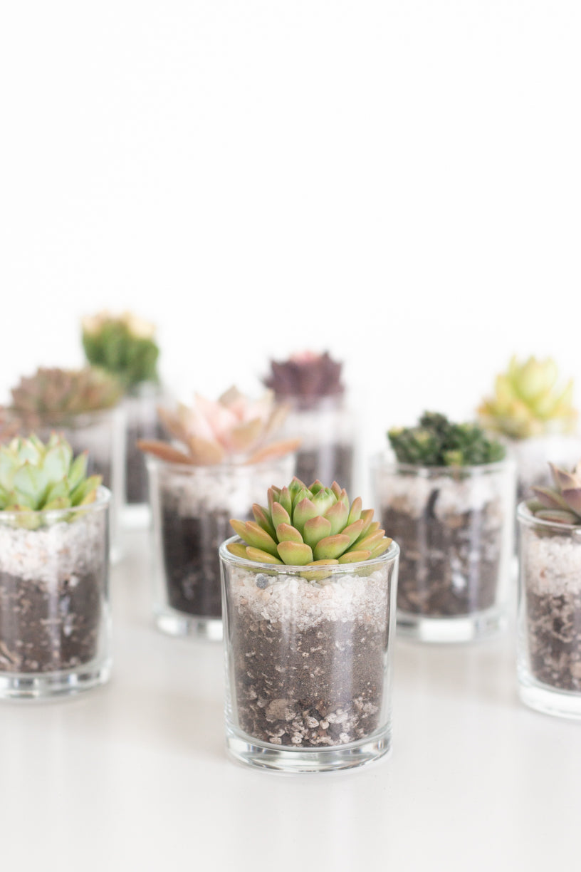 Succulent in Glass