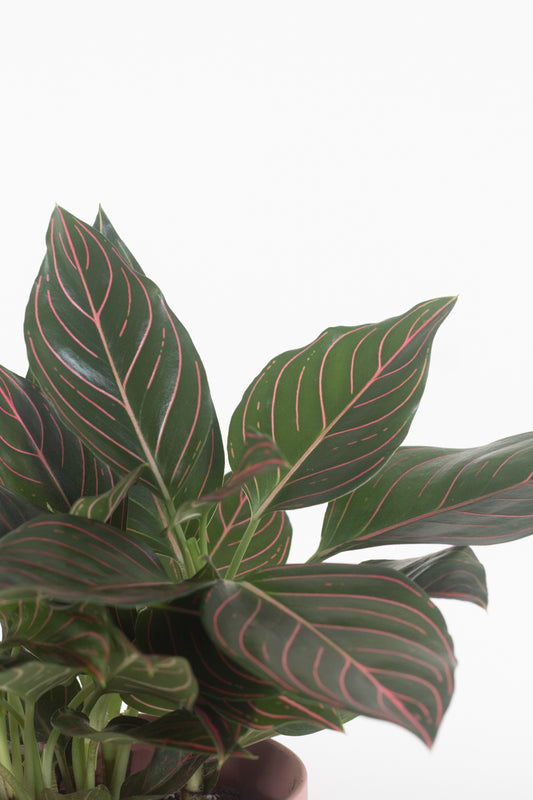 Anjamani Red Vein