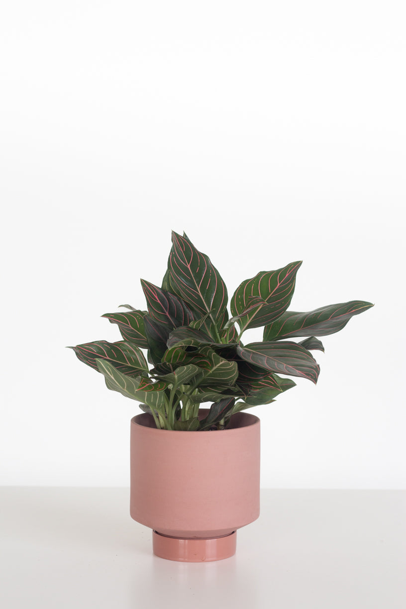 Anjamani Red Vein
