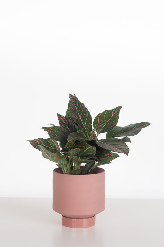 Anjamani Red Vein
