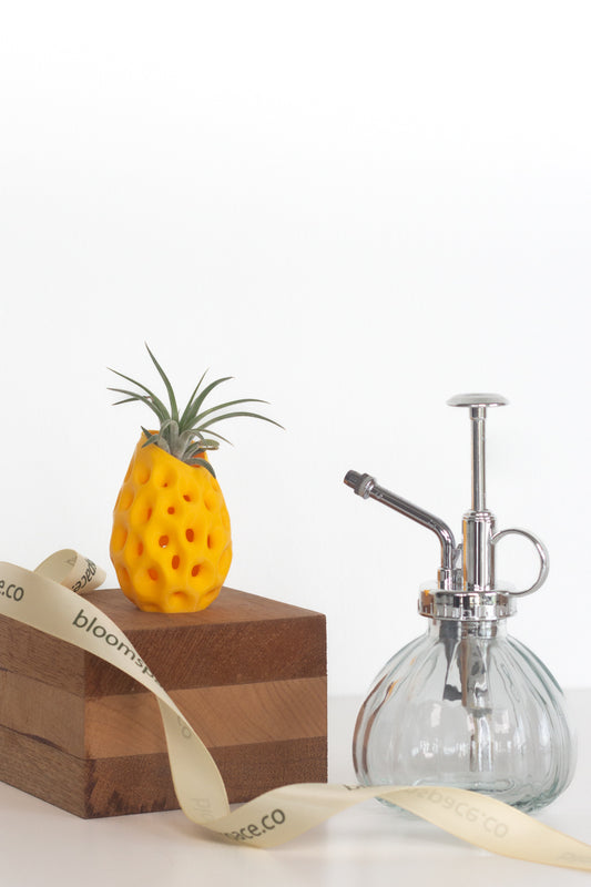 Airplant Pineapple