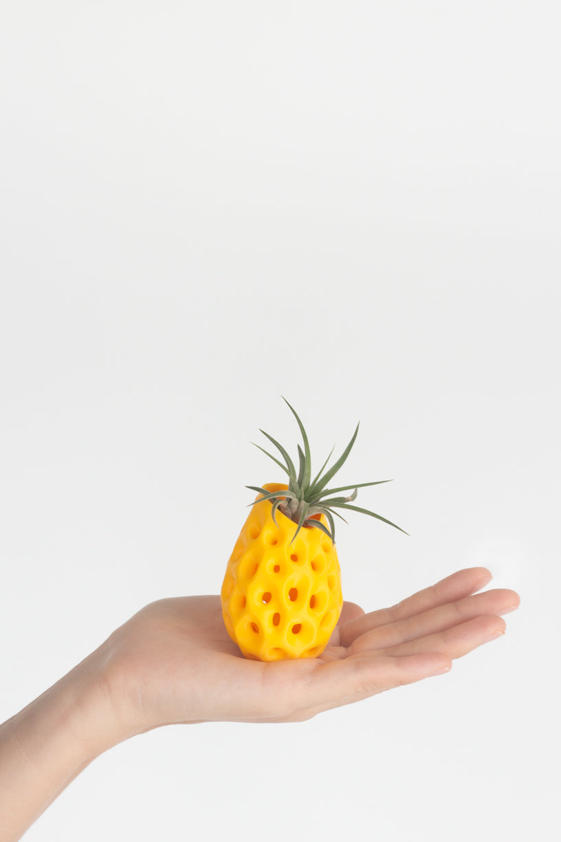Airplant Pineapple