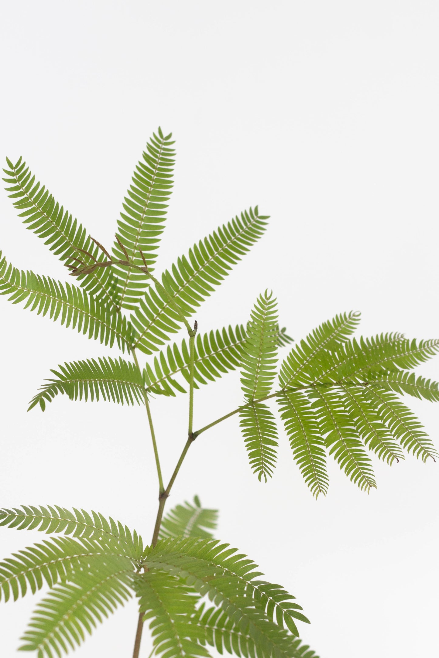Everfresh Tree