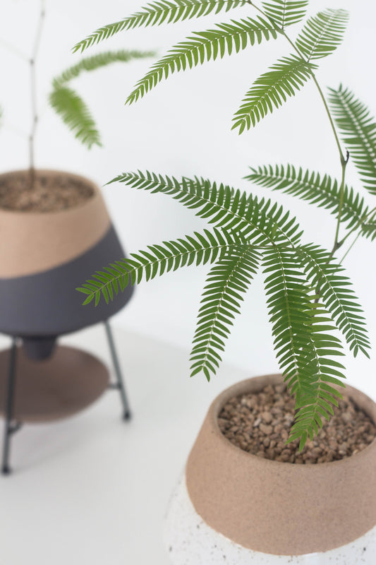 Everfresh Tree