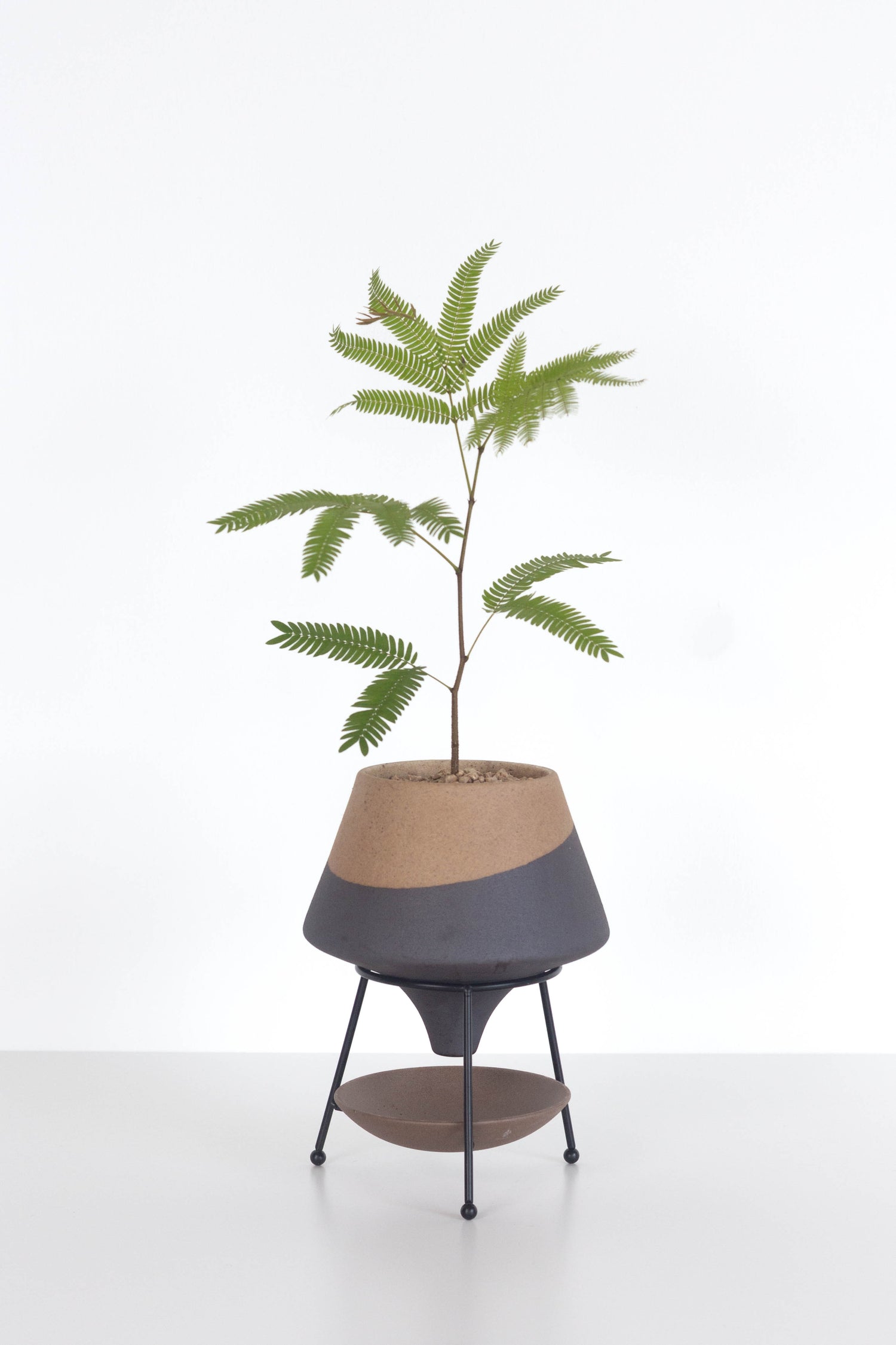 Everfresh Tree – Bloomspace