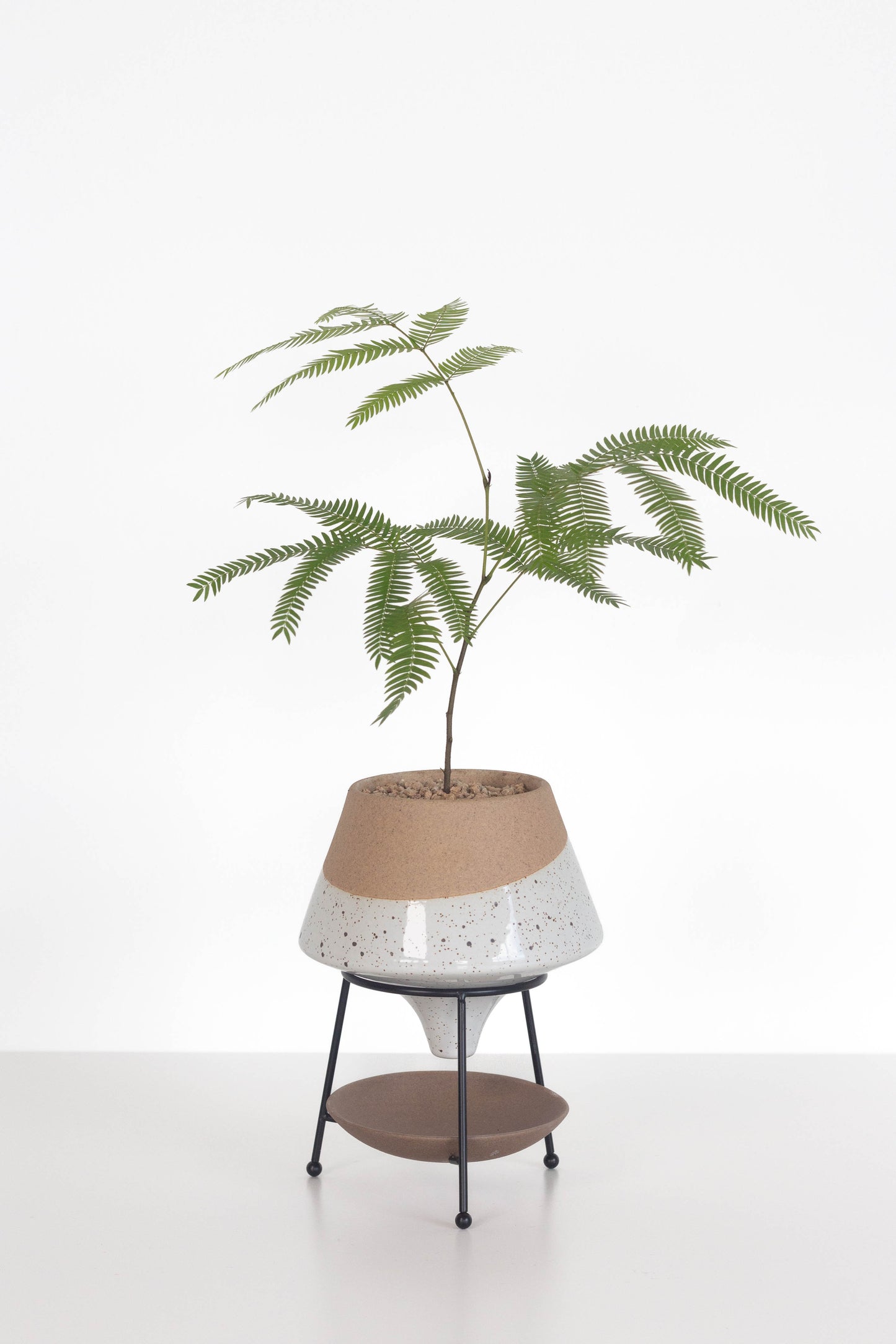 Everfresh Tree