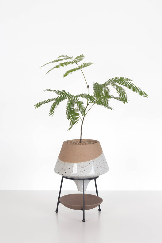 Everfresh Tree