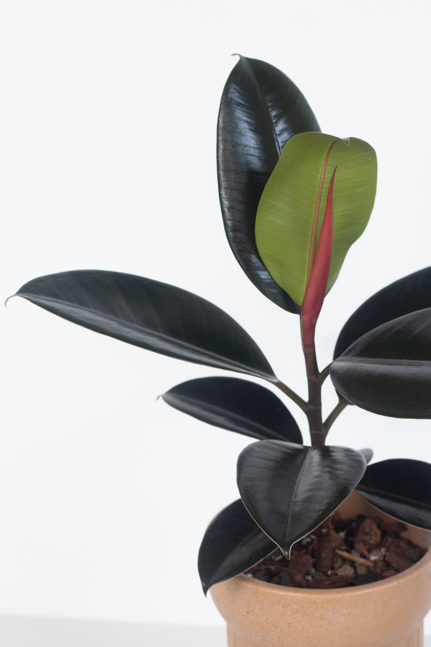 Rubber Plant