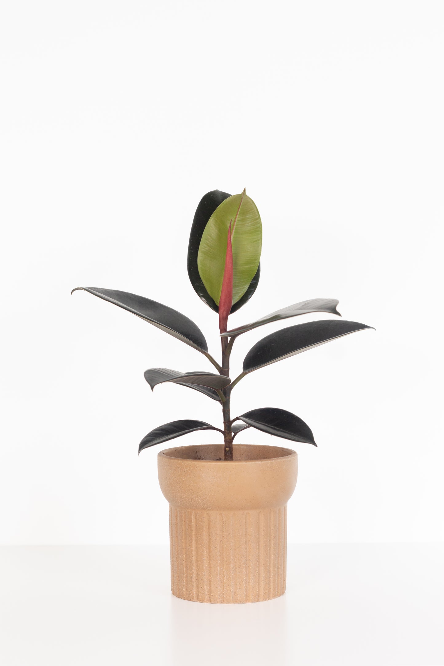 Rubber Plant