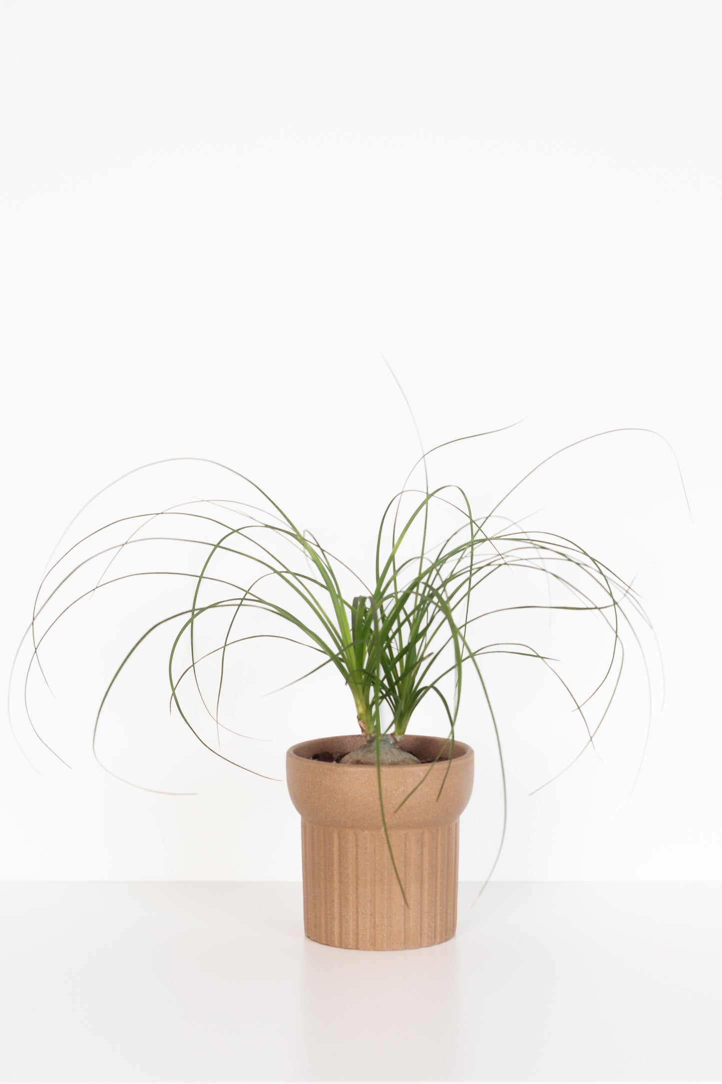 Ponytail Palm